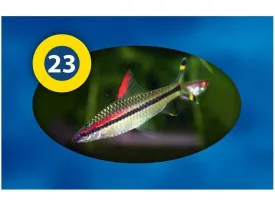 3F- Tropical 4 in 1 100g Blister