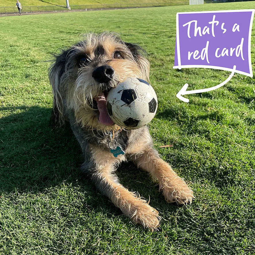 Bouncy Soccer Ball Dog Toy