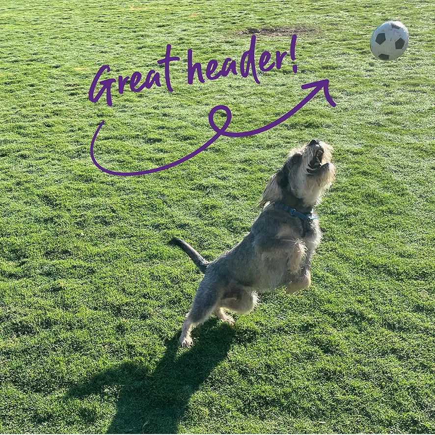 Bouncy Soccer Ball Dog Toy
