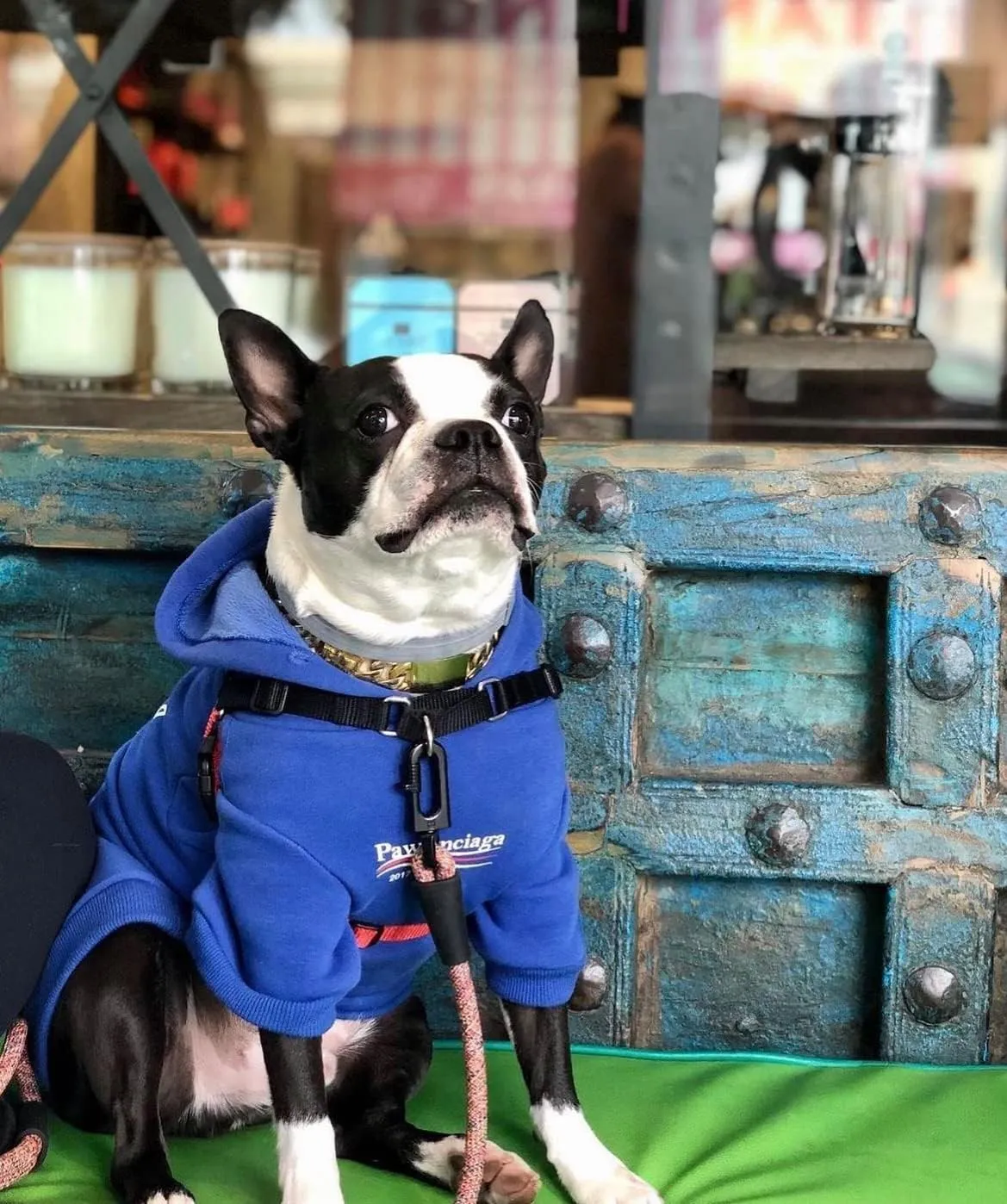ChoChoCho Stylish Streetwear Blue Dog Sweatshirt Tracksuits, Cats Hoodies, Dog Outfit for Cat Puppy Small Medium (M)