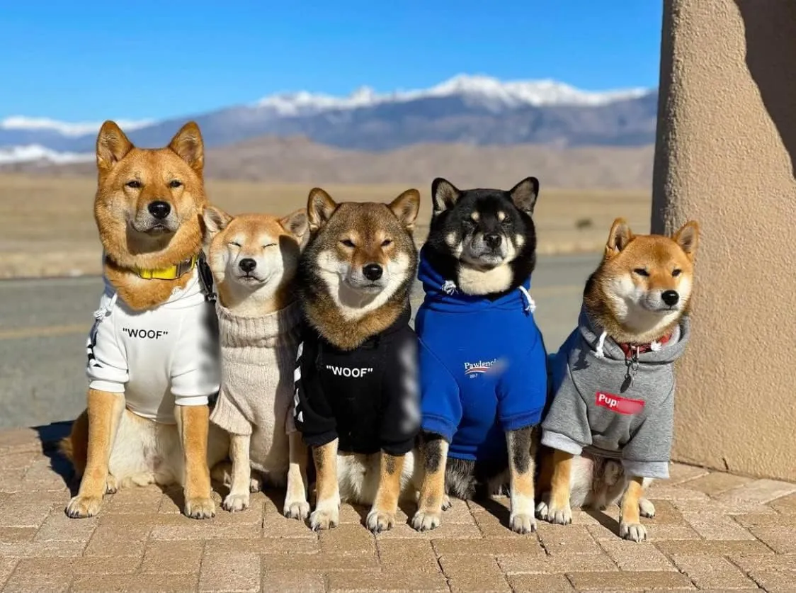 ChoChoCho Stylish Streetwear Blue Dog Sweatshirt Tracksuits, Cats Hoodies, Dog Outfit for Cat Puppy Small Medium (M)