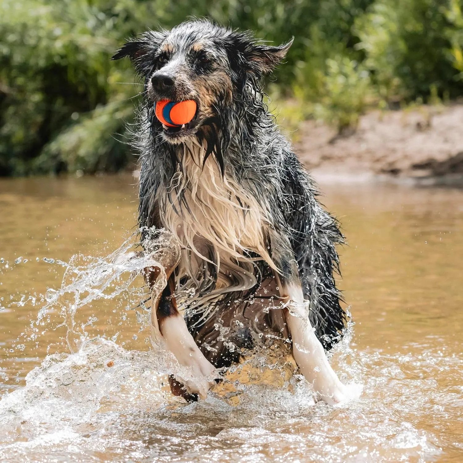 Chuckit! Ultra Ball Dog Toy - Size Large - For Dogs 60-100 lbs - Made from Durable Rubber - Super Bouncy - Floats in Water - 3-inch Diameter - Pack of 1