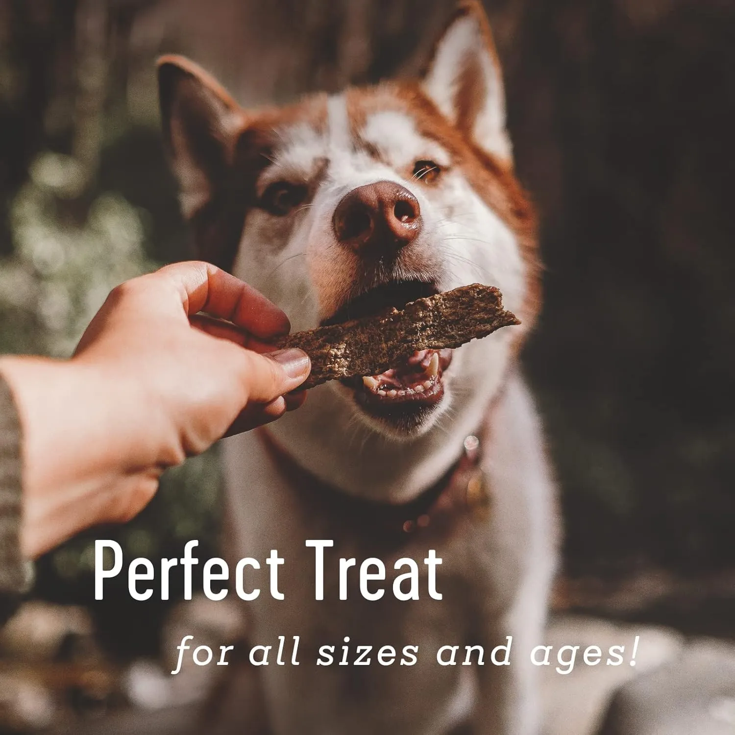 Farm Hounds - Turkey Strips - Premium Natural Jerky for Dogs - 100% Humanely Raised Turkey - Break-to-Size - Great for Training & Treats - No Added Fillers - Made in USA - 1 Pack