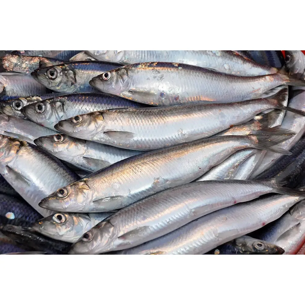 Frozen / Dead Bait - Herring (Size & Quantity varies according to availability)