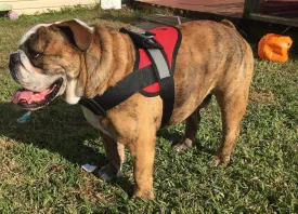 HDP Big Dog Soft No Pull Harness Size:Large Color:Red
