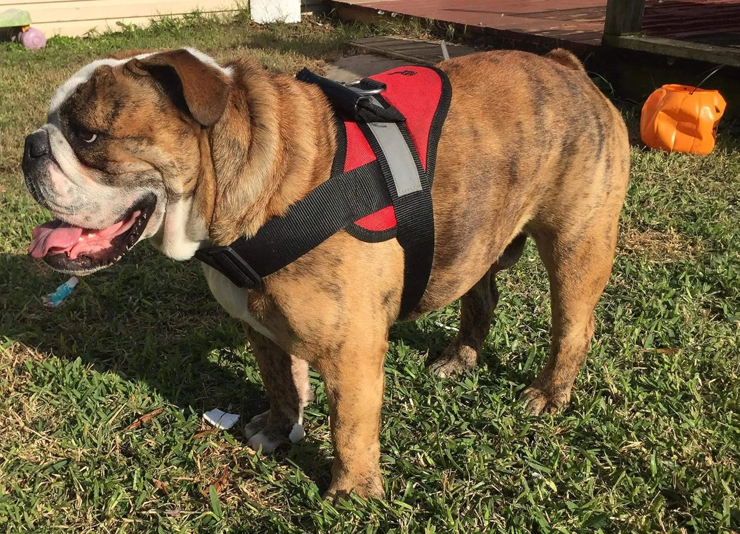 HDP Big Dog Soft No Pull Harness Size:Large Color:Red
