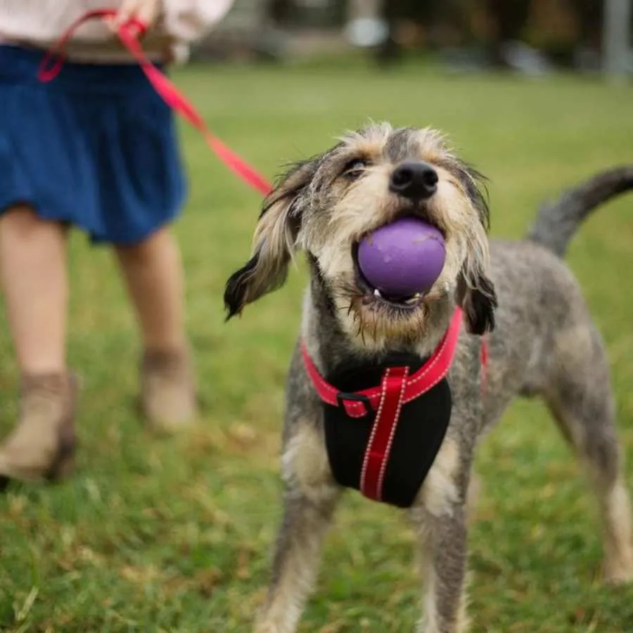 Kazoo Rubber Ball