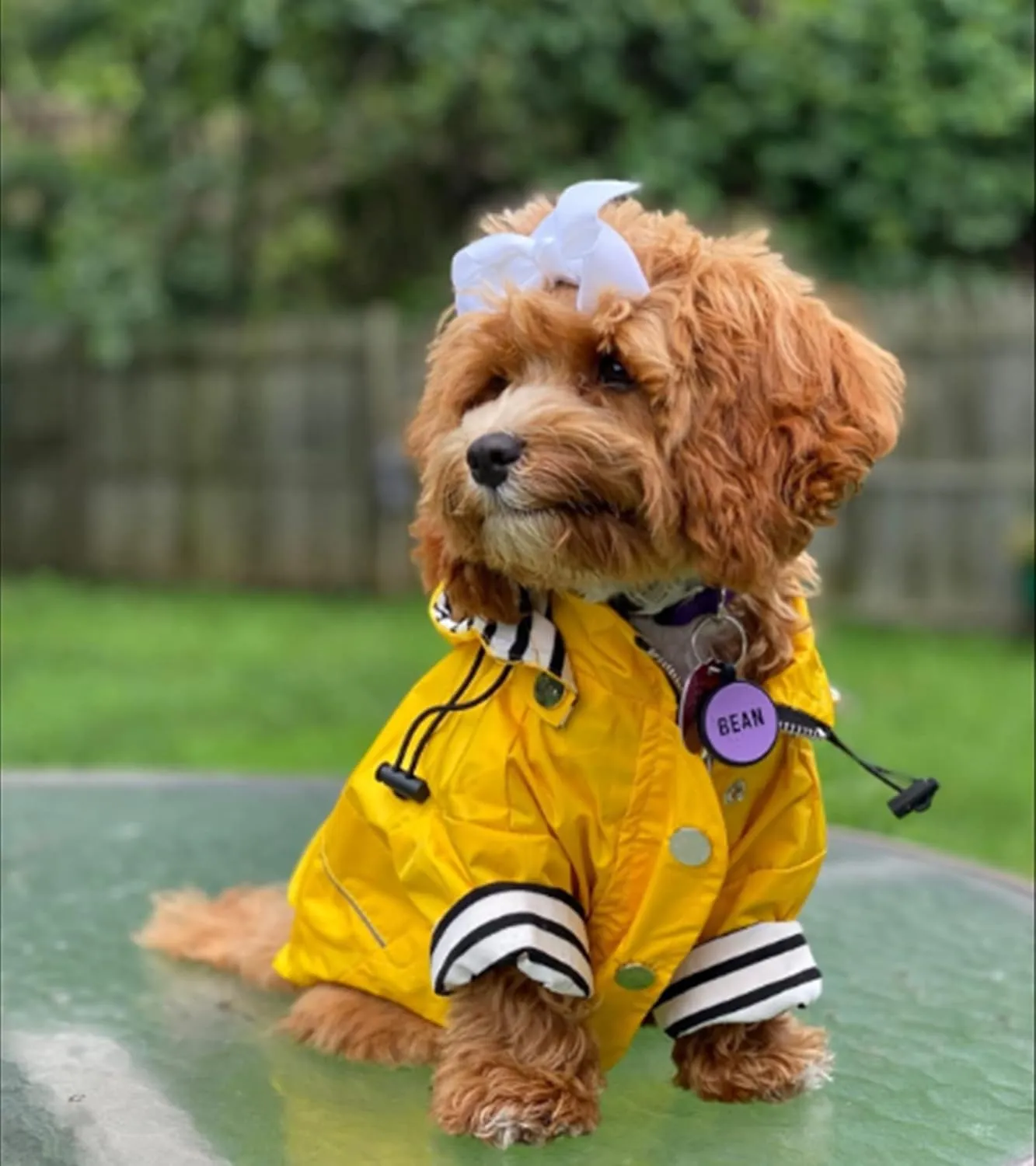 Morezi Dog Zip Up Raincoat with Reflective Buttons, Rain/Water Resistant, Adjustable Drawstring, Removable Hood, Raincoats with Legs 8lbs to 80lbs Available - Yellow - XL