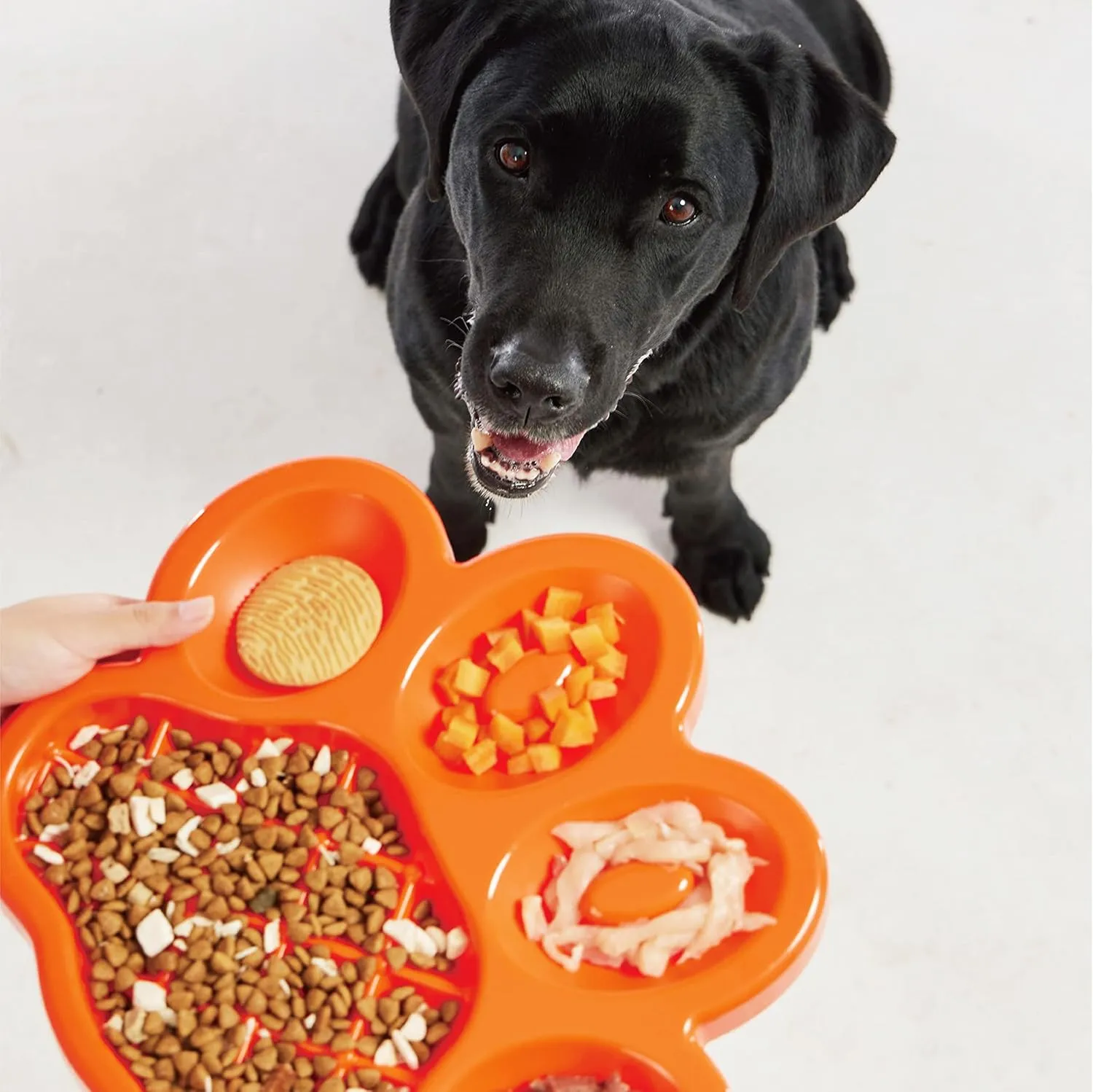 Paw  - ,5  1 ,,,, A - ,